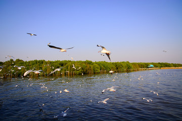 Seagull flying on the sea.
