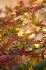 紅葉