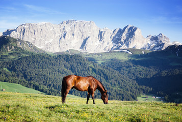 Horse at high mountains meadow