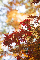 紅葉