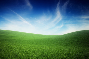 green grass and blue sky background