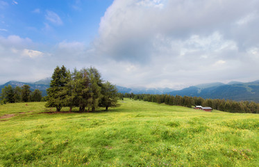 Summer alpine meadow