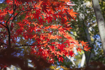 紅葉