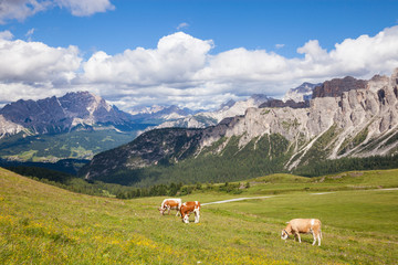 Fototapeta na wymiar Cow on the alpine mountain hill pasture