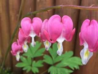 Lamprocapnos Spectabilis