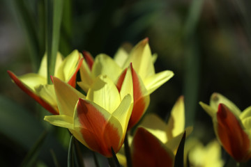 Tulpenbl&uuml;te