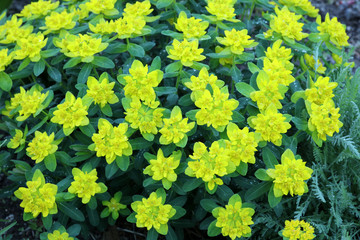 Wolfsmilch Euphorbia