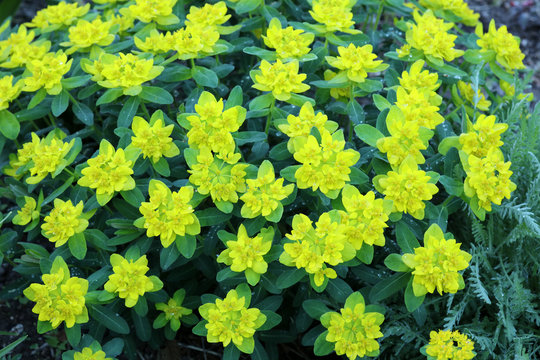 Wolfsmilch Euphorbia