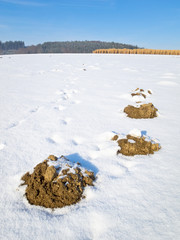 Molehills on a snowy field with a miscanthus field in the background
