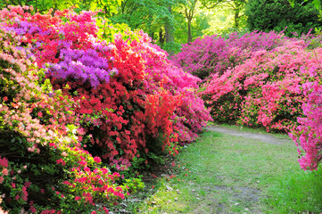 Beautiful flowers in Isabella garden in Richmond park, London