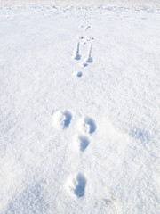 Rabbit tracks in the snow in the sunshine