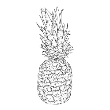 Pineapple. Hand drawn sketch