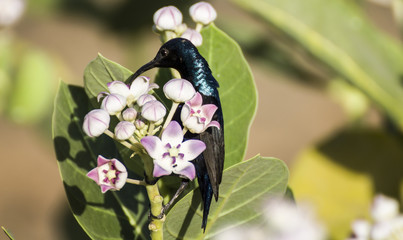 The purple sunbird (Cinnyris asiaticus) is a small sunbird. Like other sunbirds they feed mainly on nectar,