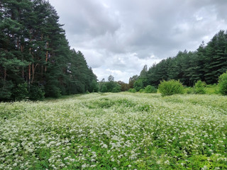 Summer meadow in cloudy weather white flowers
