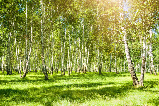 Fototapeta Birch trees with green leaves in spring forest.