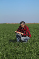 Naklejka na ściany i meble Agriculture, senior farmer examine wheat plant in field using tablet