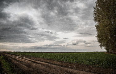 Rainy day in the nature