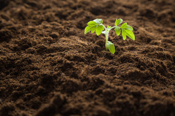 Tomato plant evolve in the ground. Early spring preparations for the garden season.