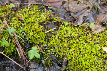 Green moss in swamp