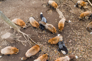 Fox eating toegther