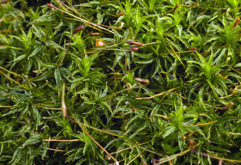 Moss in forest. Close up background. Selective focus.