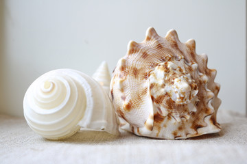 Seashell 