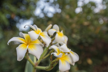 White flower for background