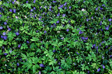 background many flowers and leaves periwinkle