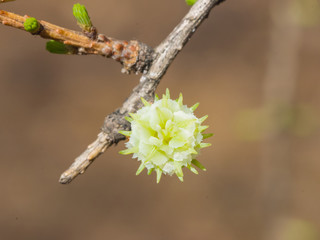Siberian larch cone buds on branch in spring on bokeh background, selective focus, shallow DOF