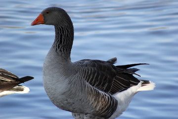 Eine Graugans am Ufer eines Sees