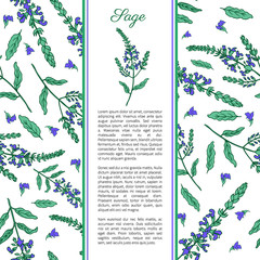 Sage flower hand drawn vector ink color sketch isolated on white, Doodle Healing plant, Vector seamless pattern, graphic floral texture background, frame for cosmetic, design package tea, wallpaper