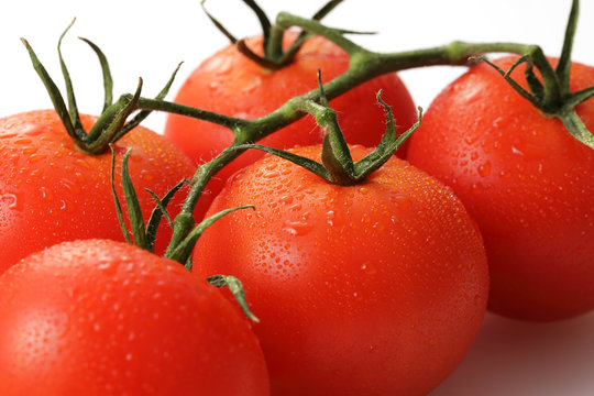 トマト　Tomato