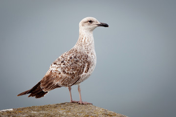 Obraz premium Seagull resting the flight