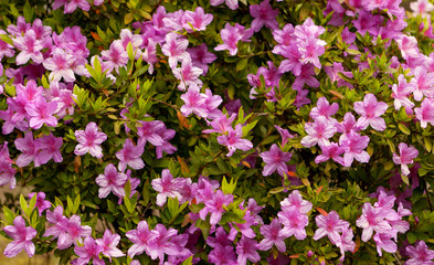 Beautiful plant with many pink flowers. Spring