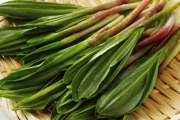 行者にんにく　Alpine leek