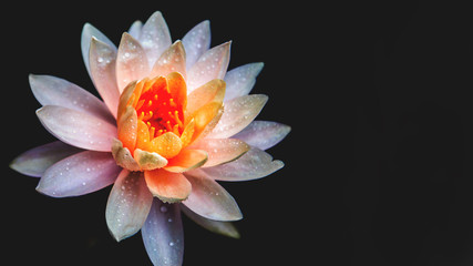 Fototapeta na wymiar Lotus flower