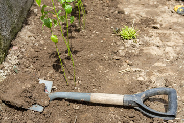 Garden shovel on the ground