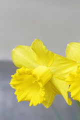 lent lily with textspace for greeting cards