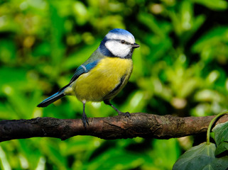 Bluetit on branch in house garden. UK.