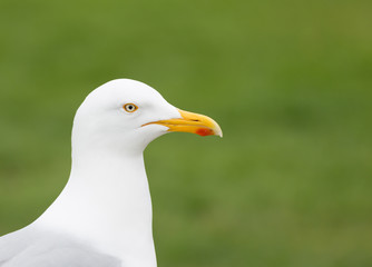Close up portrait of a seagull