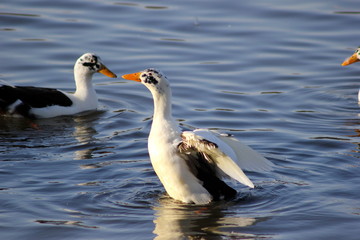 Fototapeta premium Hybrid: Enten auf einem Teich