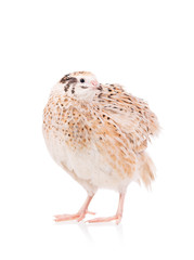 Cute adult quail