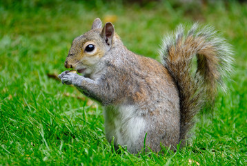 Obraz premium Grey squirrel feeding on peanuts on a house lawn.