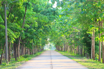 Many green forests are on the side of the road.