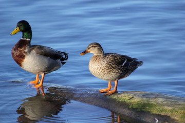 Paar: Zwei Stockenten am Ufer eines Sees
