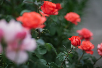 Beautiful red roses grow on bush
