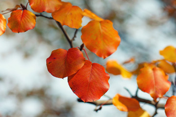 A red color of leaves during autumn season.