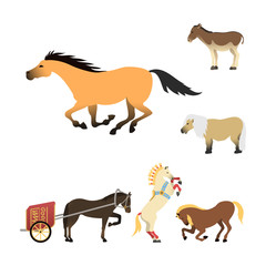Horse pony stallion isolated different breeds color farm equestrian animal characters vector illustration.