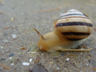 snail