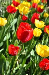 Fototapeta premium red and yellow tulips in the garden
